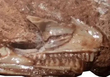 İngiltere’de kertenkelelerin atası bulundu! Meğer yıllardır bakın neredeymiş