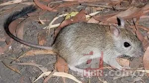 Kedinin ağzından kurtardı! Nesli tükenen hayvan o ilimizde görüldü 4