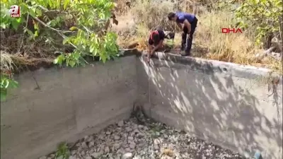 Boş havuza düşen domuzu itfaiye kurtardı