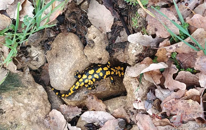 Nesli tükeniyor! O ilimizde ortaya çıktı 1