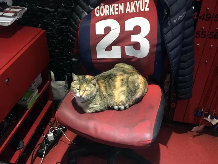 Türkiye'yi ayağa kaldırmıştı! Gebe kediye saldıran kadının cezası belli oldu - 5