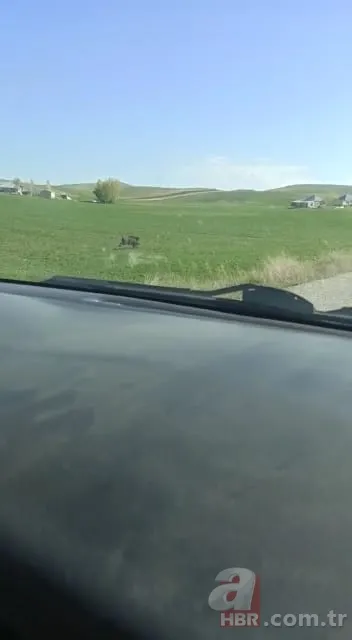 Sürücülerin kabusu oldu! Geceleri ortaya çıkıp yola fırlıyor 3