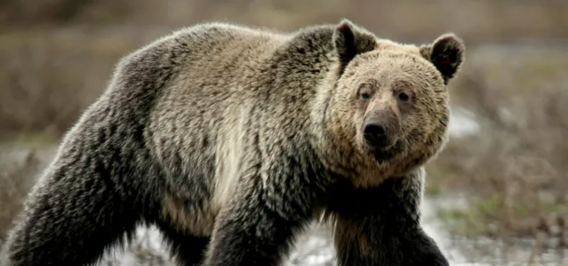 Yiyecek arayan ayı eve girdi