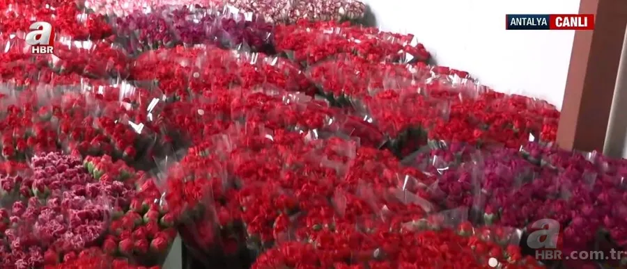 Antalya'dan dünyaya sevgi eli: 14 Şubat öncesi 70 milyon çiçek ihracatı 2