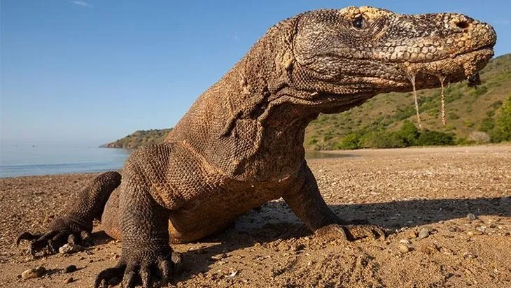 Yaşayan dinozor Komodo Ejderi’nin av anı böyle görüntülendi! Avını gafil avladı