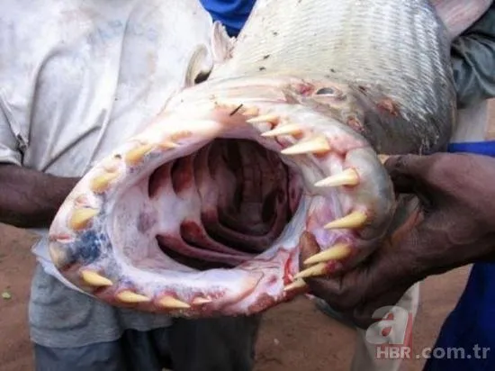 Balıkçıların ağına takılan korkunç balıklar!