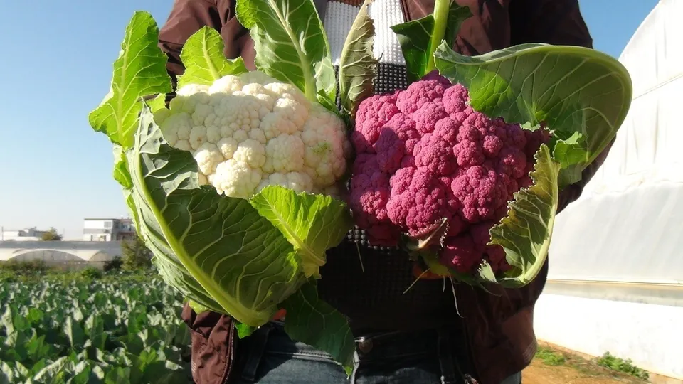 Tohumunu yurt dışından özel olarak getirtti! Hayrete düşüren sebzeyi görenler boyalı sanıyor