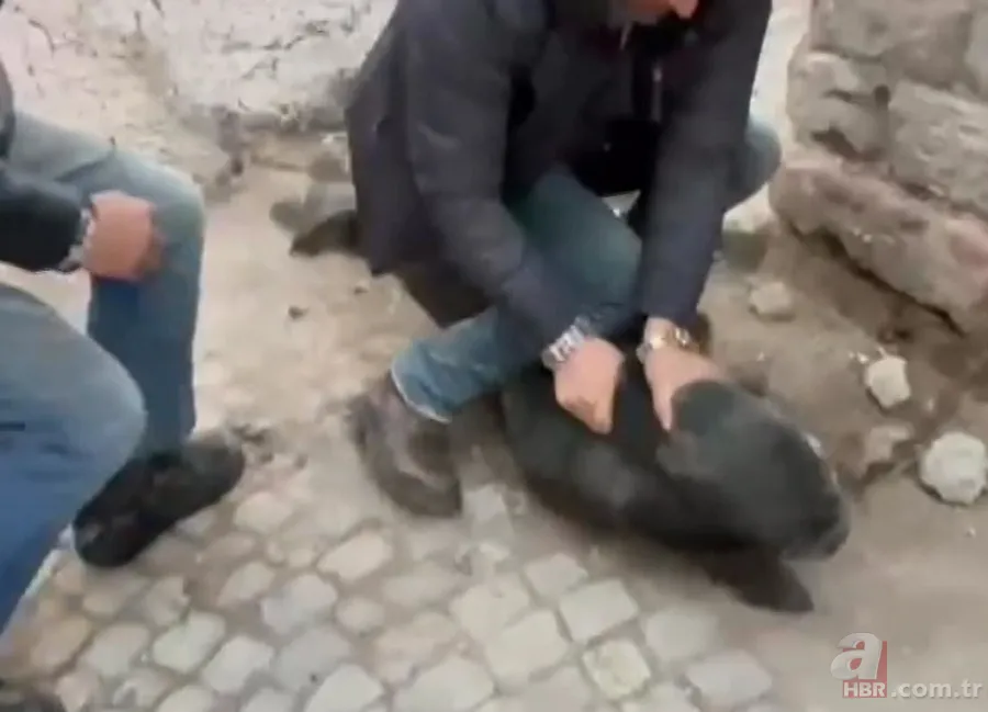 Akdeniz'de görmeye alışmıştık bu kez Balıkesir'de ortaya çıktı! Sokak ortasında görünce gözlerine inanamadılar! 7