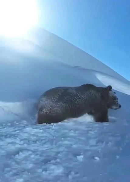 Yüksekova’da dev ayı karda yürürken görüntülendi