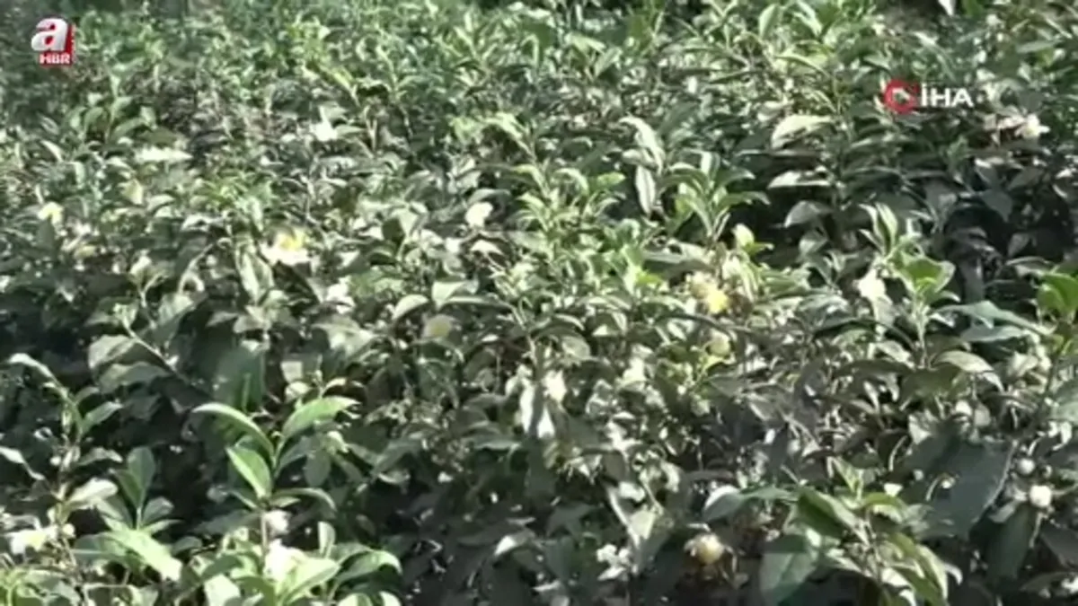 Çayın yeni ürünü '‘Çay çiçeği çayı''