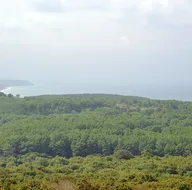Orman Genel Müdürlüğü OGM 5 bin personel alımı ne zaman, başvuru şartları neler?