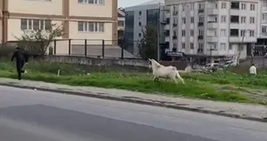 Görüntüler İstanbul’dan! Keçi kovaladı