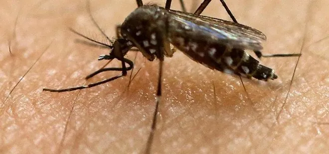 İstanbul’daki sivrisinekler zehirli mi? Vatandaşlar acilen tedbir alınmasını istiyor