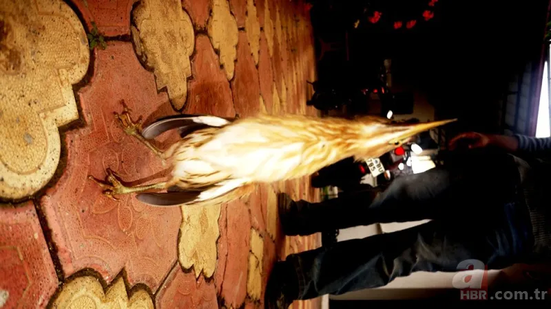 Kamufle olup ölü taklidi yaptı! Diyarbakır'da nesli tükenmekte olan hayvan köylüler tarafından fark edildi 10