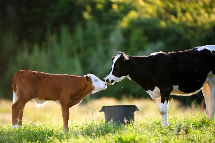 Hesaplara yatıyor! 2019 buzağı desteklemeleri T.C. kimlik numarasının son numarasına göre ne zaman yatacak? 4