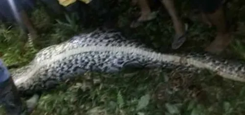 Endonezya'da 7 metrelik piton insan yuttu - 1