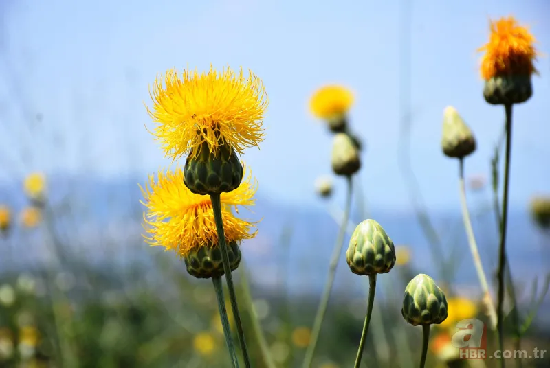 İstanbul'da çok nadir görülüyor! Bu çiçek koparanın elini yakıyor! İşte cezası... 11
