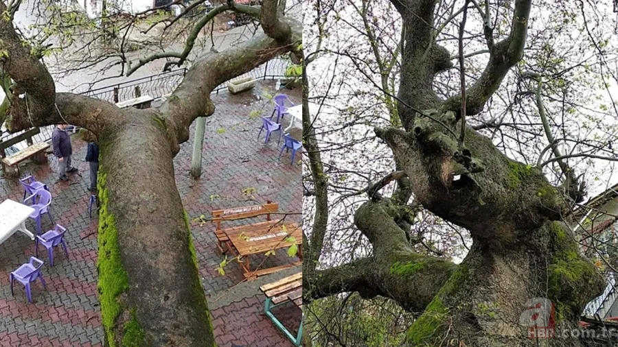 Türkiye'nin en eski ağacı: Tam 2000 Yıllık! Vatandaşlar akın ediyor 3