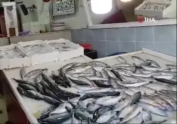 Av yasağı bitti tezgahlar palamutla doldu
