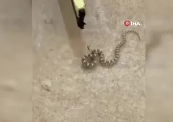 Mardin’de şeritli engerek yılanı görüldü