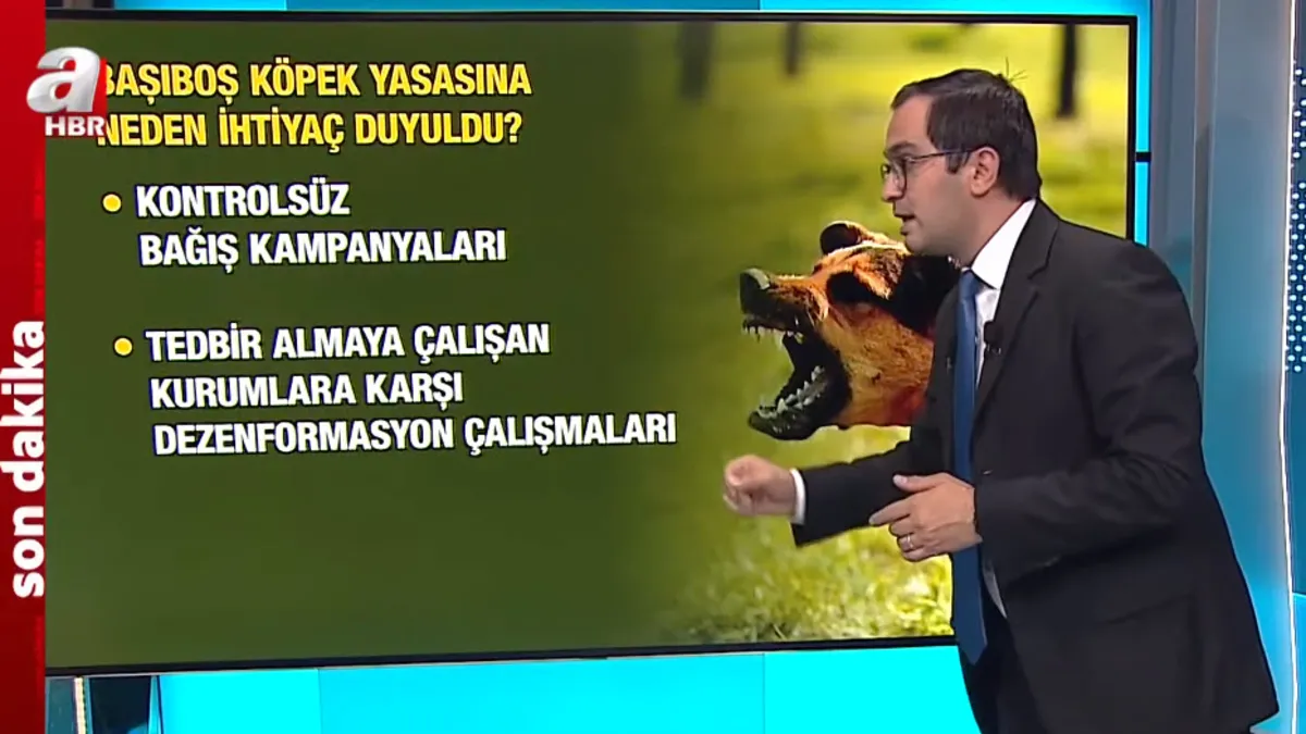 AK Parti’nin yasa taslağına A Haber ulaştı! İşte başıboş köpek düzenlemesinde detaylar