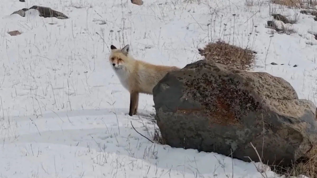 Dron sesinden tedirgin olan kızıl tilki, yuvasını terk etmedi