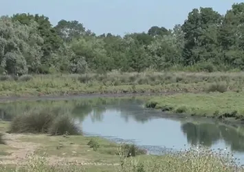 Kızılırmak Deltası'nda 'istilacı tür' tehdidi