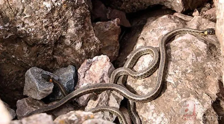 Kış uykusundan uyandılar! 🐍 Bir anda fırlayan yılan tek ısırıkla ölümün pençesine itti