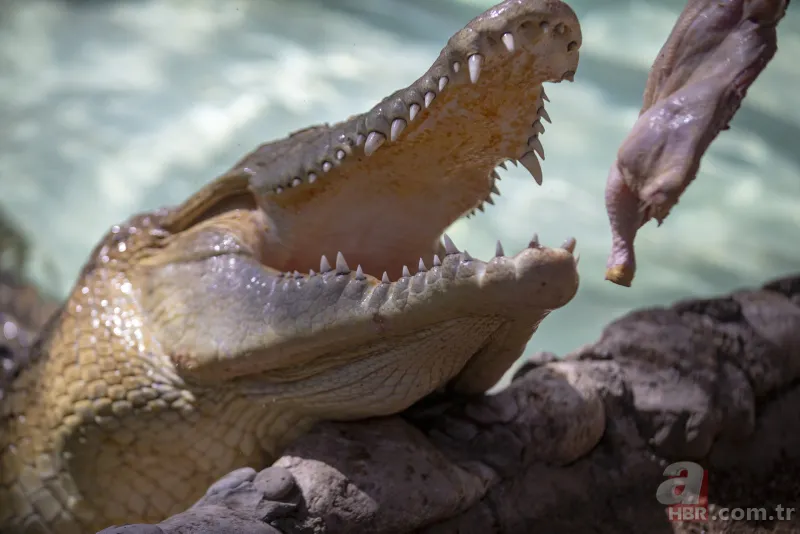 Sıcak ve nemden bunalan timsah... 1