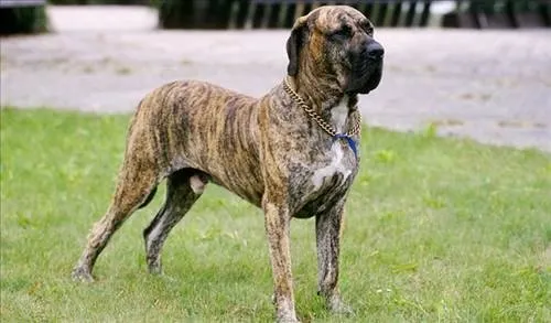 Dünyanın en güçlü 15 köpeği