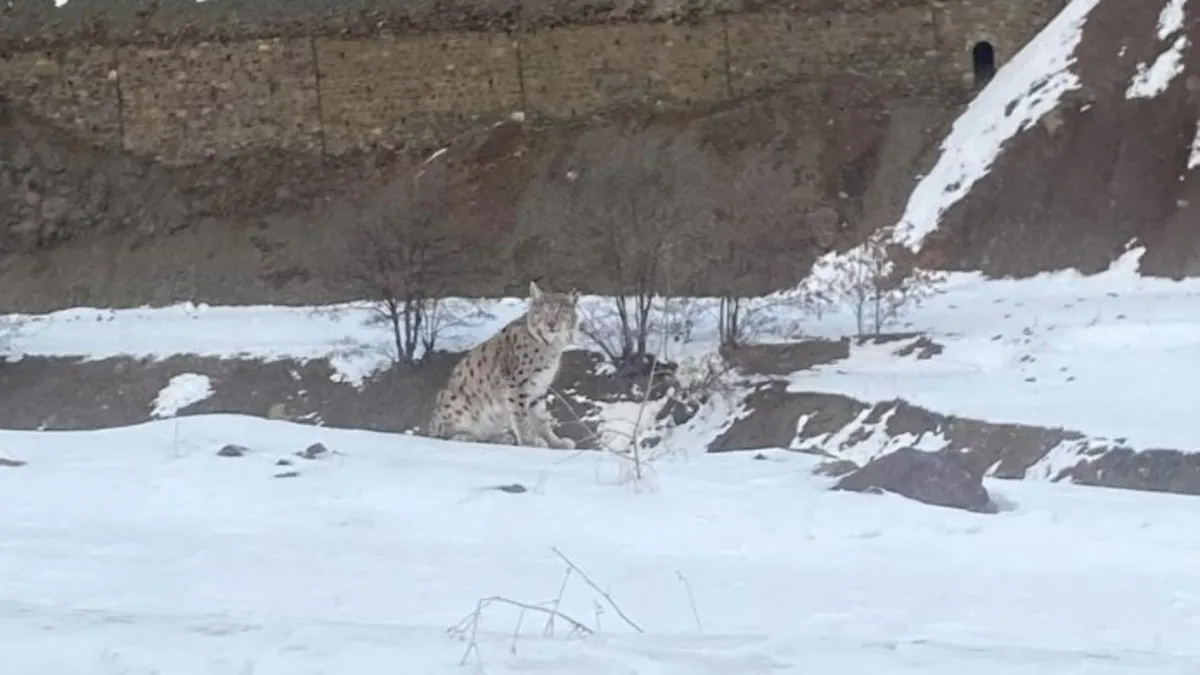 Elazığ'da kırmızı listede olan vaşak görüldü