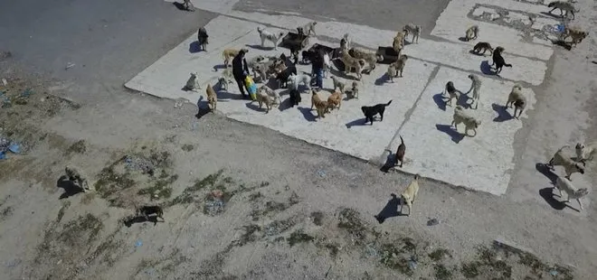İYİ Partili belediyeden skandal: Sokak köpeklerini ilçe çöplüğüne terk ettiler!