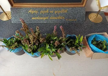 Koruma altındaydılar! Orkide toplayan 2 kişiye 160 bin lira ceza