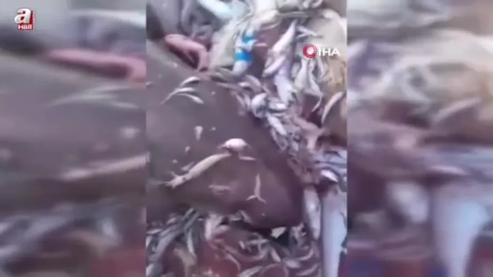 Bu kez 8 köpekbalığı ağlara takıldı