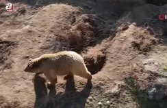 Ayılar kış uykusuna yatmadı