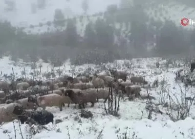 Ordu’nun yüksek kesimlerinde kar yağışı