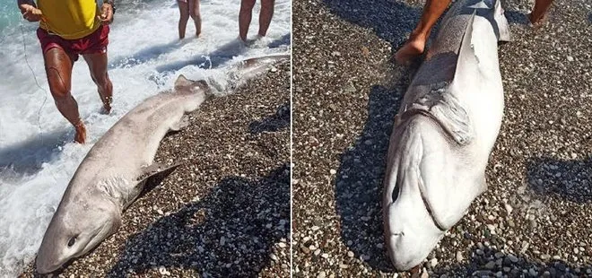Antalya’da sahile vuran köpek balığı ile ilgili şok iddia! Turistlere göstermek yapıldı
