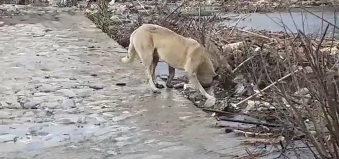 CHP’li Belediye izliyor: Aydın’da dehşete düşüren manzara! Menderes Nehrine atılan hayvan cesetlerini köpekler parçalıyor