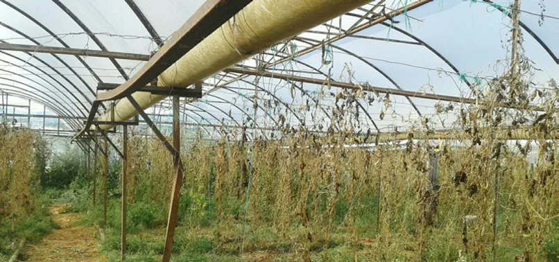 Antalya'da bir serada 2 milyonluk hint keneviri ele geçirildi