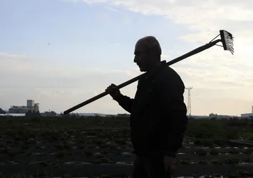 Tarım sektörü yüzde 4,6 büyüdü!