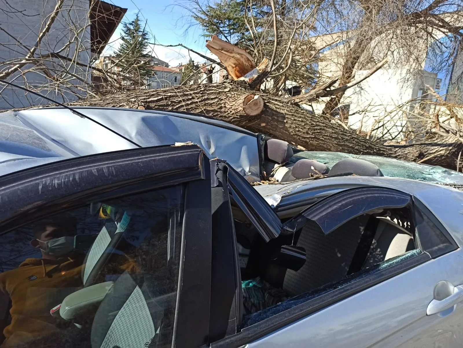Eskişehir'de otomobilin üzerine ağaç devrildi