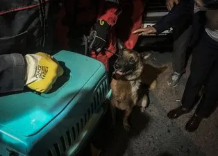 İzmir'de enkazda K-9 köpeği kediyi kurtardı