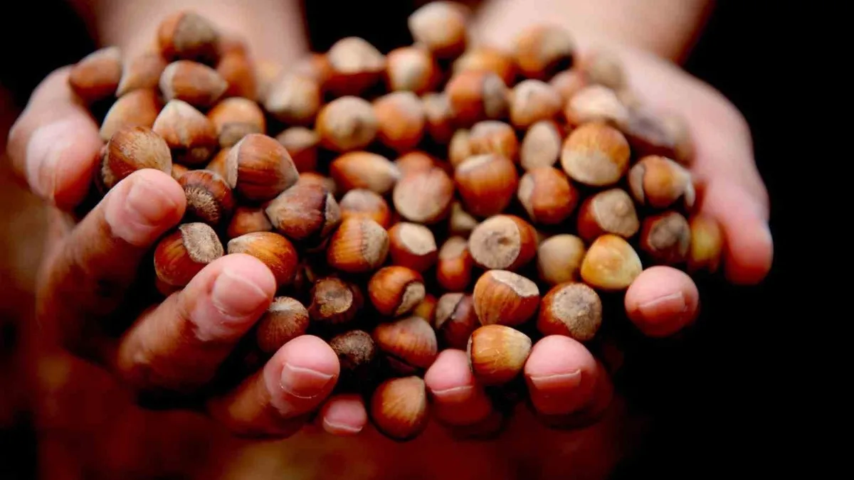 Düzce'de 15 bin 288 ton ihraç edildi