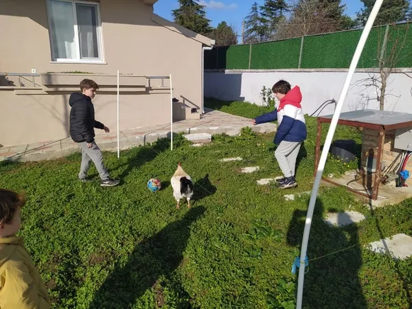 istanbulda-ilginc-goruntuler-sevimli-horoz-efe-cocuklarla-top-oynuyor-1674716726884.jpg İstanbul’da ilginç görüntüler! Sevimli horoz “Efe” çocuklarla top oynuyor - 3