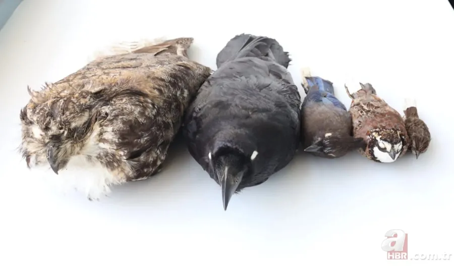 Kuş tüylerindeki gizli mühendislik: Isıyı uzaya gönderiyorlar 4