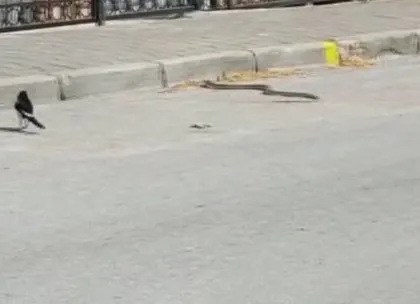 Yılan neye uğradığını şaşırdı! Saksağanlara yem oluyordu... O anları vatandaş kaydetti: Görüyor musun?
