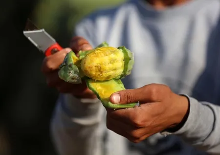 Birçok ilacın hammaddesi! İşte İbn-i Sina’nın övdüğü o meyve