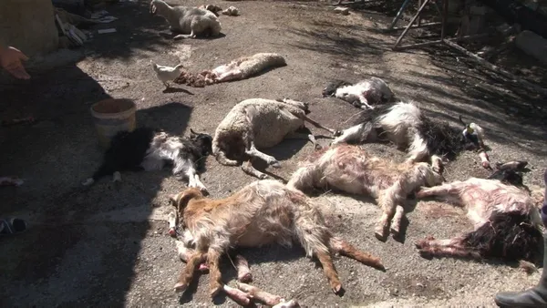 Başkent'te başıboş köpek vahşeti! 50’den fazla küçükbaş hayvanı telef etti! Sürü sahibi isyan etti - 2