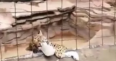 Meksika’da korkunç olay! Fotoğraf çekmek için jaguarın kafesine giren çocuk ölümden döndü