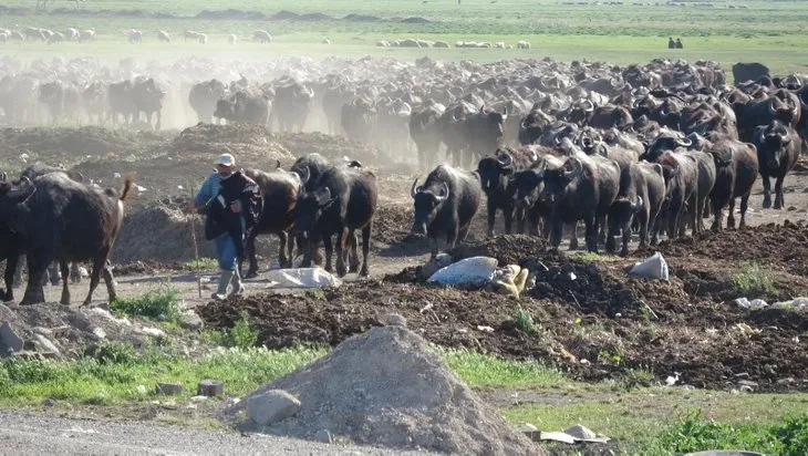 Son dakika | Vahşi belgeselleri andıran görüntüler! Mandaların dereyle buluşması görsel şölen oluşturdu